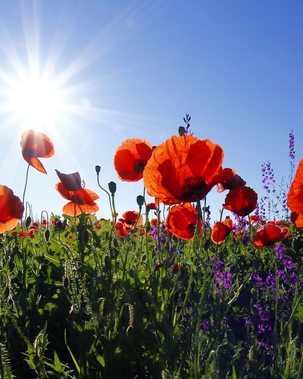 Сердце в коробке