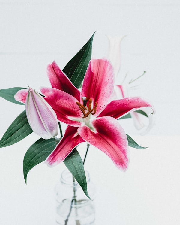 Кустовые хризантемы