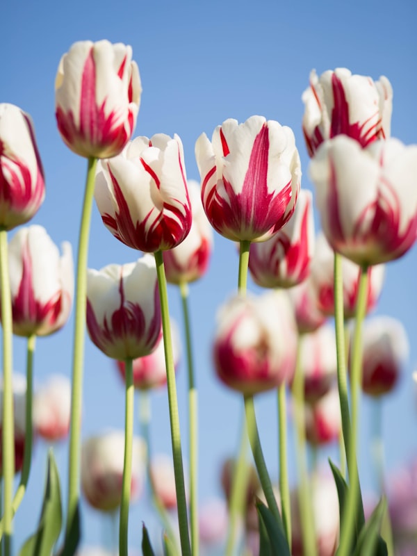 Лавандовое поле