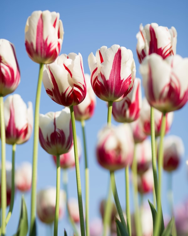 Утренняя роса