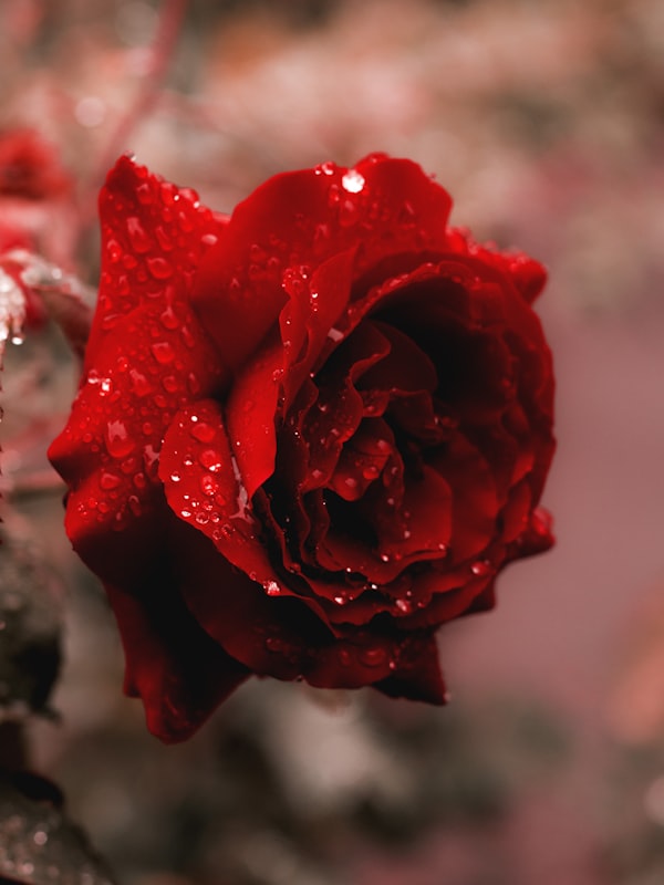 Хлопок и лагурус